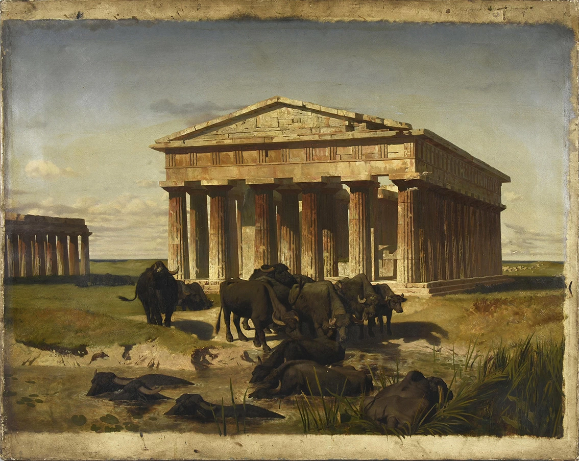 Paestum, mandria di bufali, 1851